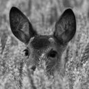 Roe fawn in corn