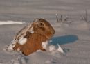 "Hare in Snow"