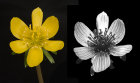 Winter Aconite (Eranthis sp.) in visible and UV light