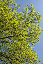 Ash tree: Fraxinus excelsior