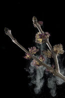 Ash tree: Pollen being discharged from flowers