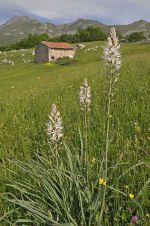 Asphodel in the Picos de Europa, northern Spain