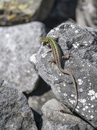 Balkan WallLizard