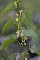Birthwort: Aristolochia clematitis