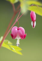 Bleeding Hearts: Lamprocapnos spectabilis