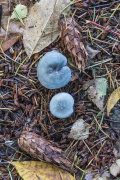 Blue Roundhead fungus: Stropharia caerulea