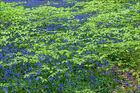 Bluebells with Beech leaves