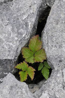 Bramble leaves