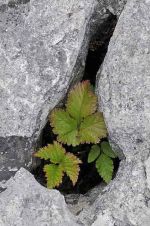 Bramble leaves growing in gryke, The Burren, Ireland