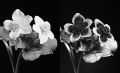 Marsh Marigold (Caltha palustris) in Normal and Ultraviolet light