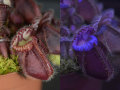 Carnivorous plant: Cephalotus follicularis in visible light, and fluorescing in UV light.