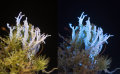 Lichen: Cladonia squamosa, from Snowdonia UK, in visible light, and fluorescing in UV light