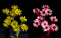 Common Ragwort: Senecio jacobaea, in visible and UV light.