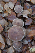 Earthy Webcap: Cortinarius hinnuleus