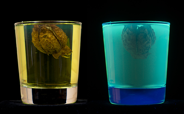 Seed pod of Thorn Apple: Datura sp. fluorescing under UV light when immersed in surgical spirit