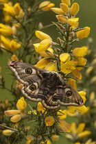 Female Emperor Moth (Saturnia pavonia) Captive bred specimen.