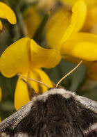 Female Emperor Moth (Saturnia Lavinia). Close-up of antennae.