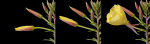Evening Primrose
