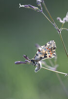 Festoon butterfly: Zerynthia cerise