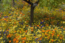 The Fetzer Vineyard show garden - Chelsea Flower Show, 2005
