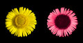 Common Fleabane: Pulicaria dysenterica, in visible and UV light