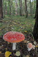 Fly Agaric toadstool: Amanita muscarie
