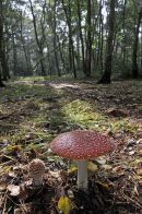 Fly Agaric Toadstool: Amanita muscaria