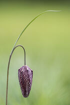 Snakeshead Fritillary (Fritillaria meleagris)