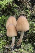 Glistening Inkcap fungus: Coprinus micaceus