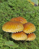Golden Scalycap: Pholiota aurivella