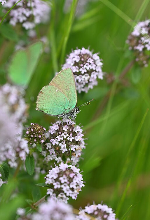 Green Hairstreak: Callophrys rubi