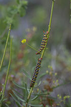 Spurge Hawkmoth larvae: Holes euphoria
