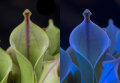 Carnivorous plant: Heliamphora nutans x heterodoxa, in visible light, and fluorescing in UV light.
