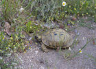 Hermann's Tortoise