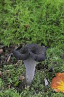 Horn of Plenty: Craterellus cornucopioides
