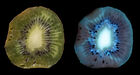 Over-ripe Kiwi Fruit, fluorescing in UV.