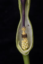 Lords and Ladies, or Cuckoo Pint: Arum maculate. Cut section through spathe to reveal flowers.