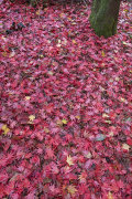 Fallen Maple leaves (Acer sp.) in autumn