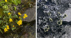 Marsh Marigold (Caltha palustris) in visible and ultraviolet light.