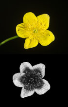 Marsh Marigold (Caltha palustris) in visible and UV light