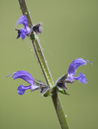 Meadow Clary: Salvia pratensis.