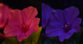 Mirabilis jalapa, showing pollen fluorescing under ultraviolet light.