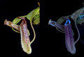 Carnivorous plant: Nepenthes fusca, in visible light, and fluorescing in UV light.