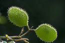 Nickerbean, Everglades, Florida