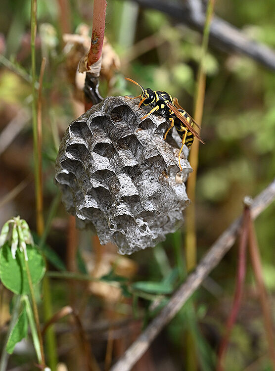 Paper Wasp nest: Polistes galliques