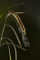 Pollen dispersing from Pendulous Sedge (Carex pendula)