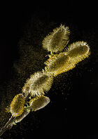 Pollen blowing from Pussy Willow (Salix caprea) catkins.