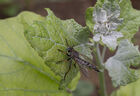 Robber Fly (?)