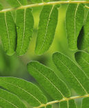 Royal Fern: Osmundia regalis