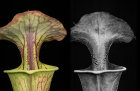 Carnivorous pitcher plant: Sarracenia flava in visible light, and fluorescing in UV light.